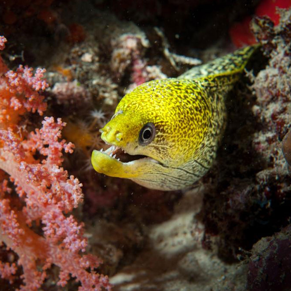 Alhuras Rasdhoo - Eel