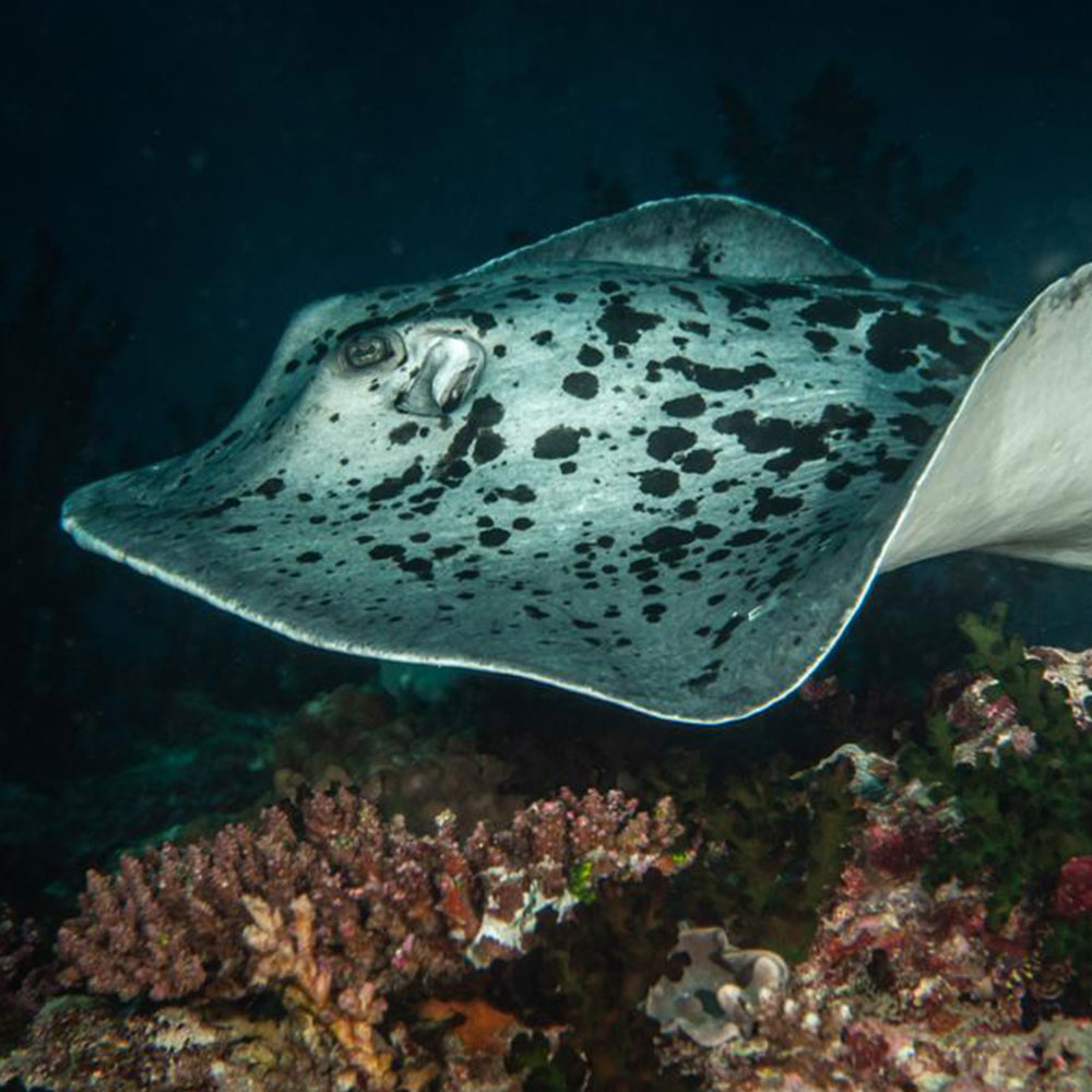 Alhuras Rasdhoo - Rays